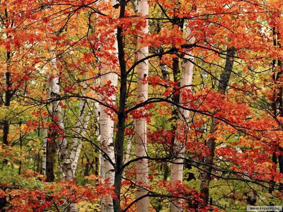 云南农业大学校花龙乐柠